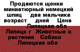 Продаются щенки “ миниатюрный немецкий шпиц“ , два мальчика возраст 40 дней. › Цена ­ 12 000 - Липецкая обл., Липецк г. Животные и растения » Собаки   . Липецкая обл.